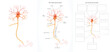 Neuron (Nerve Cell) anatomy colorful illustration. Labeled and unlabeled images for learning neuron structure.