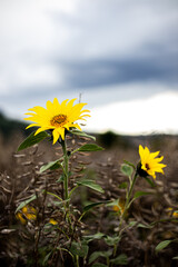 sunflower in the field