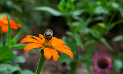 Canvas Print - Bombus terrestris, the buff-tailed bumblebee or large earth bumblebee, is one of the most numerous bumblebee species in Europe. Buff-tailed Bumblebee (Bombus terrestris) on a wild flower.