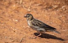 Female Long Tailed Widow Bird, Photographed In South Africa.