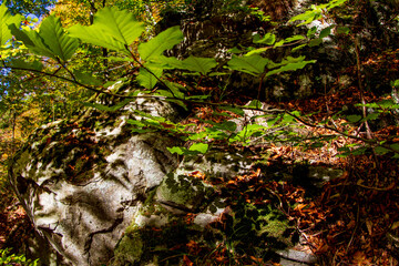 Poster - Pure nature in Romania