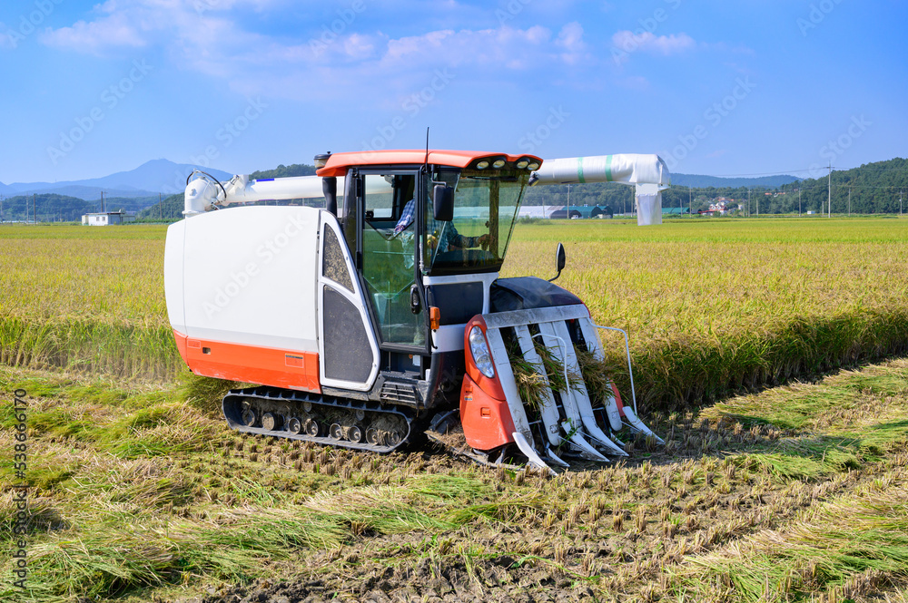 Korean traditional rice farming. Rice field harvesting machine. Korean ...
