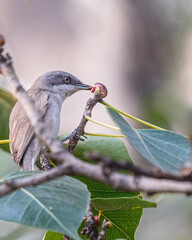 Wall Mural - A Lesser White throat having fruit on tree