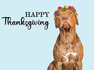 Lovely brown dog and a beautiful wreath of autumn leaves and bright flowers. Close-up, indoors. Studio shot. Congratulations for family, relatives, loved ones, friends and colleagues. Pet care concept