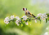 Fototapeta  - Bird sitting on a branch of blossom apple tree. The European Goldfinch