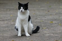 Closeup Of A Bicolor Cat Or Piebald Cat Sitting On The Ground