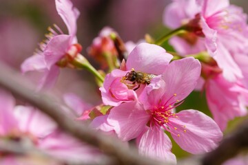 Sticker - Flowering cherry blossom tree branch against a blurred background with a bee collecting nectar