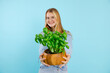 Smiling cute fashionable blonde teenager girl in jeans denim presenting fresh basil plant in pot on blue background