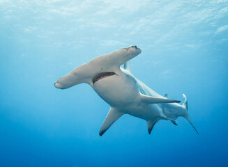 Wall Mural - Hammerhead  shark