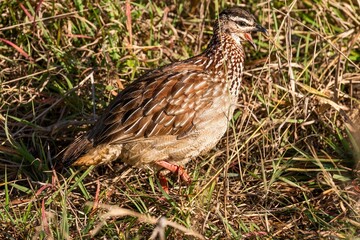 Sticker - Closeup of a common quail standing on a dry grass under he sunlight