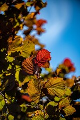 Poster - Vertical shot of autumn leaves