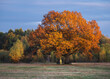 autumn trees in the field
