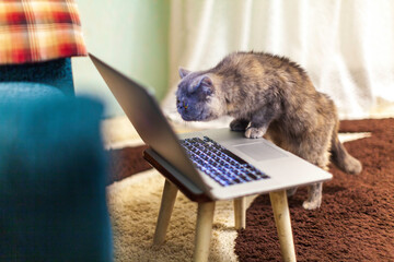 A domestic cat looking closely at laptop on an old stool. Cat uses notebook at home. Concept of remote work. Selective focus