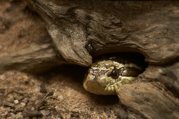 Wall Mural - Snake hiding in its hole, close-up