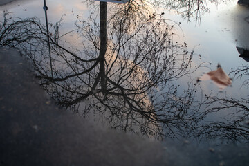 Image of tree and leaves reflected in beautiful water. Selective Focus.