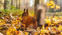 Red Squirrel Gnaws On An Acorn In Yellow Leaves In An Autumn Park