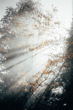 The Sun's Rays Breaking Through The Thick Fog, Spruces And Branches Of Autumn Trees