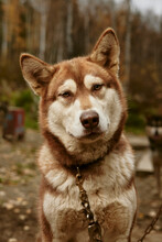 Brown Alaskan Malamute In Alaska Taken With Studio Light Portrait Of A Dog