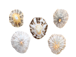 Wall Mural - Five marine mollusc seashells set isolated png