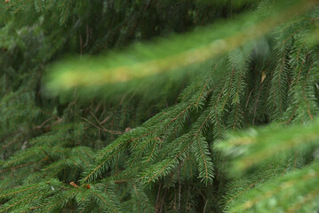 Wall Mural - Natural background with plants. Green twigs of a coniferous tree.