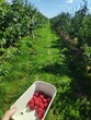 raspberries in the orchard in summer