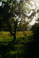 Wall Mural - trees in the autumn garden