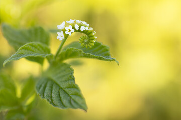 Scorpionstail (Heliotropium angiospermum) plant flowering and unfurling a spiral of white flowers 🌺 in Bradenton, Florida