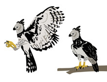 VECTORS. Harpy Eagles Flying And Sitting On A Tree Branch. This Bird Is Found In Some Parts Of Central America And South America