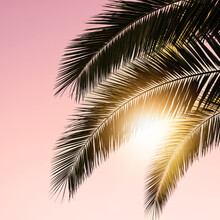 Senses, Palm Tree Leaves And Sunset Background