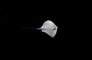 Wall Mural - Isolated Mediterranean stingray on black background 
