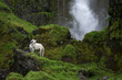 Gray (white) horse standing in front of a waterfall surrounded by moss covered rocks
