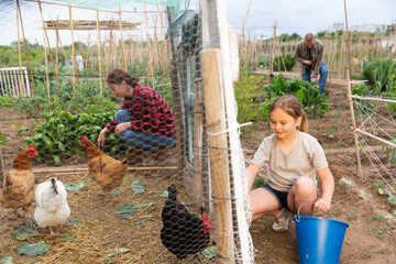 Wall Mural - Little girl with her mother feeding chickens happily and enjoy in the chicken farm on a warm summer day