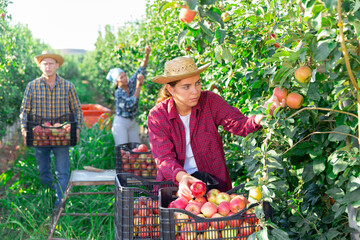 Wall Mural - Portrait of focused young female farm worker harvesting ripe red apples in fruit garden on sunny summer day