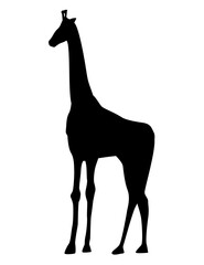 Wall Mural - african giraffe animal silhouette