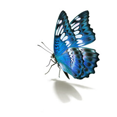 Wall Mural - Beautiful blue butterfly