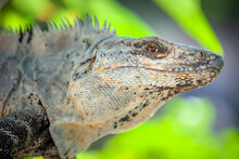Spiny Tailed Iguana Close-up At Sunny Day In Cancun, Mexican Caribbean