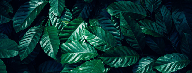 Fotomurali - Full Frame of Green Leaves Pattern Background, Nature Lush Foliage Leaf Texture, tropical leaf