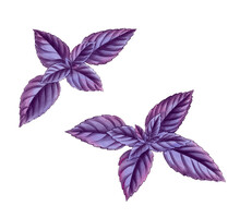 Drawing Basil With Purple Leaves, Leaf Vegetable, Aromatic Herbs, Hand Drawn Illustration
