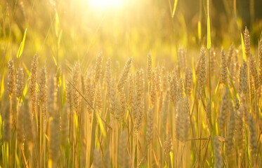 Sticker - Beautiful nature sunset landscape. Rural landscape under bright sunlight. Background of ripening ears of meadow wheat field. Rich harvest concept