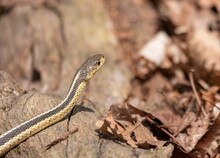 Close-up Of A Garter Snake Crawling On A Tree With Dried Leaves In The Background
