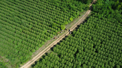 Wall Mural - Aerial view of a herd of cows walking on a dirt road in a rural pasture in the morning. Beautiful green area of farmland or eucalyptus plantations with herds in the rainy season of northern Thailand.