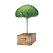 Topiary, evergreen trimmed geometric shrub in a wood box. Hand drawn watercolor painting illustration isolated on white background.