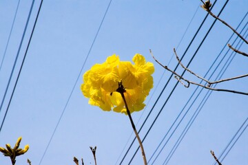 Closeup of blooming yellow flower in background of blue sky