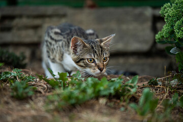 Wall Mural - Tabby kitten explores the garden