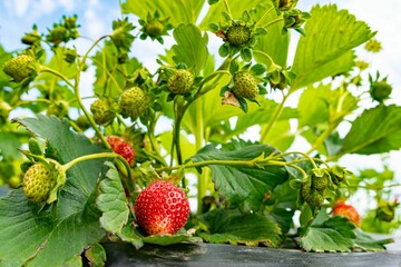 Closeup of growing strawberries