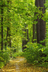 Wall Mural - Golden autumnal forest with sunbeams