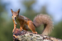 Portrait Of Red Squirrel (Sciurus vulgaris) Standing On Tree Trunk
