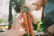 © Westend61 - Woman buying fresh carrots from vendor at local market