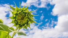 Green Sunflower Growing Against Sky