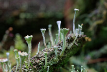 Root Covered In Trumpet Cup Lichen (Cladonia Fimbriata)